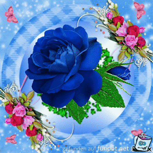 Bunte Rose Bunte Rose