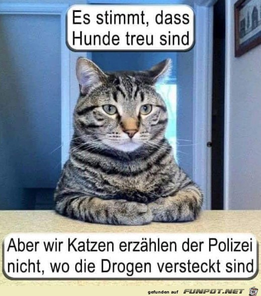 Hunde sind treu Hunde sind treu