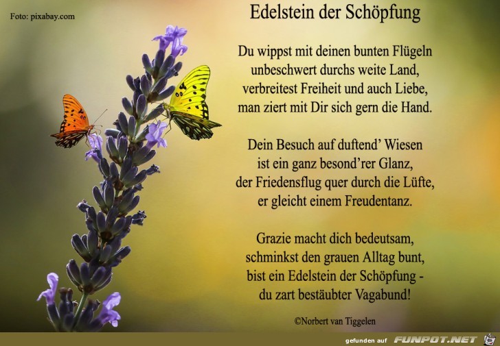 Edelstein der Schpfung 2019