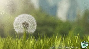Pusteblume Pusteblume