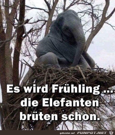 Frühling Frühling