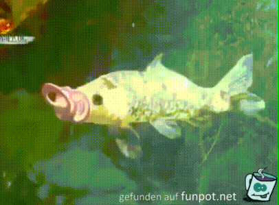 Babyfisch Babyfisch