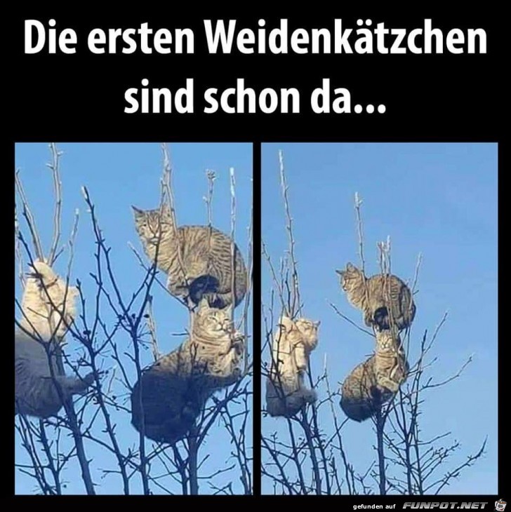 die ersten weidenkaetzchen die ersten weidenkaetzchen