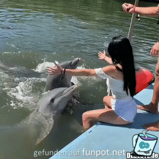 Delfinfreude Delfinfreude