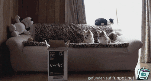 Schaut genau hin Schaut genau hin