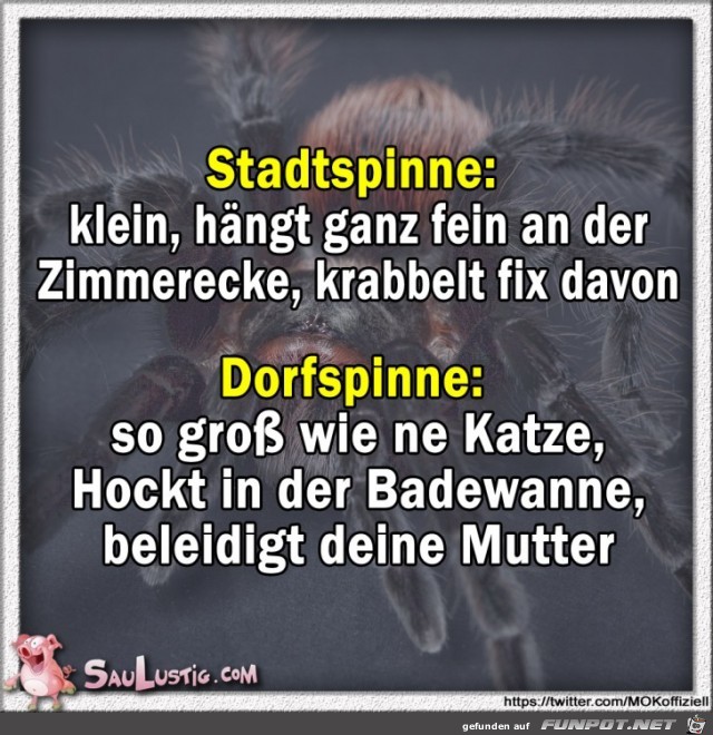 Stadtspinne Stadtspinne