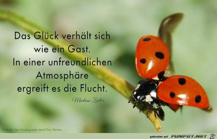 das glueck das glueck