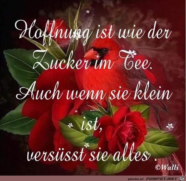 hoffnung ist wie hoffnung ist wie