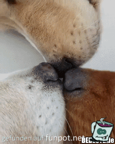 Schnauze an Schnauze Schnauze an Schnauze