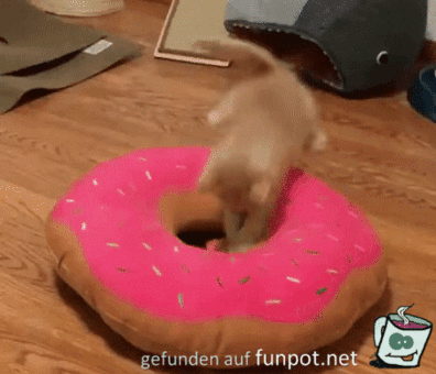Wildes Kätzchen Wildes Kätzchen