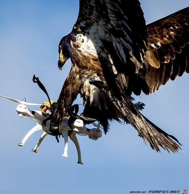 Adler und Drohne