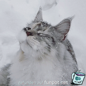 Katze im Schnee Katze im Schnee