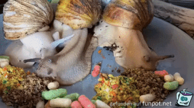 Schnecken Schnecken