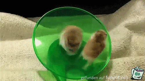 Hamster Hamster