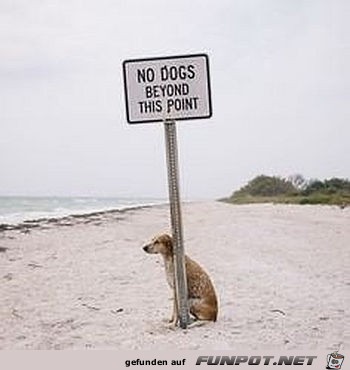 Braver Hund Braver Hund