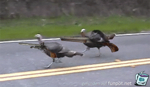Kampf-Vögel Kampf-Vögel