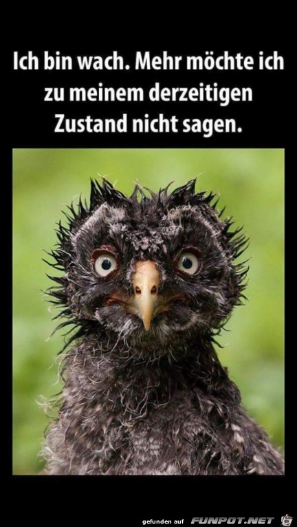 Ich bin wach Ich bin wach