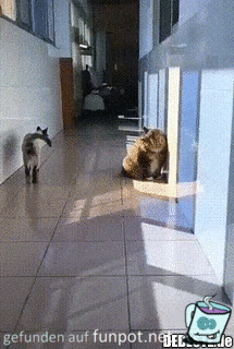 Katzen unter sich Katzen unter sich