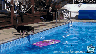 Hund berquert Pool