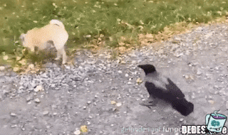 Frecher Vogel Frecher Vogel