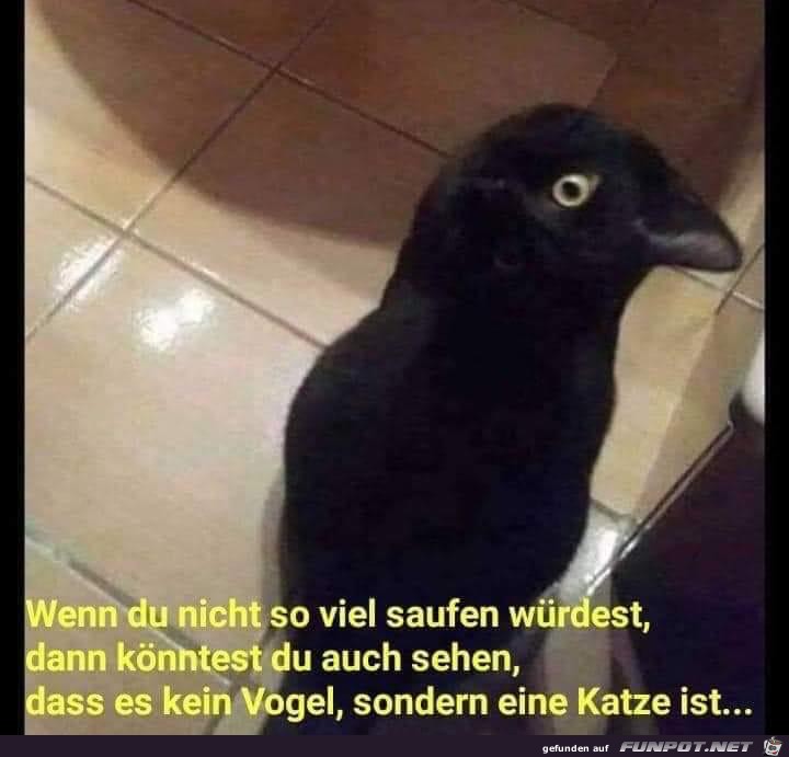 Das ist ne Katze