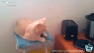 Schreckhaft Schreckhaft