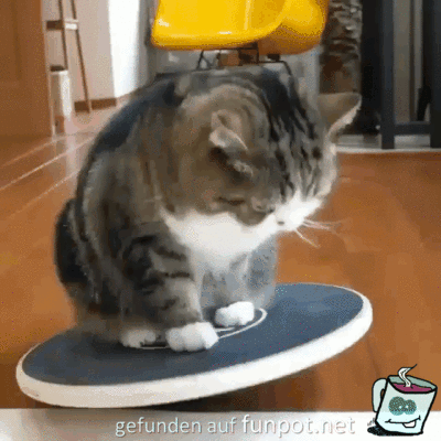 Sportliche Katze Sportliche Katze