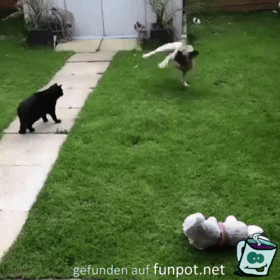 Hund und Katze Hund und Katze