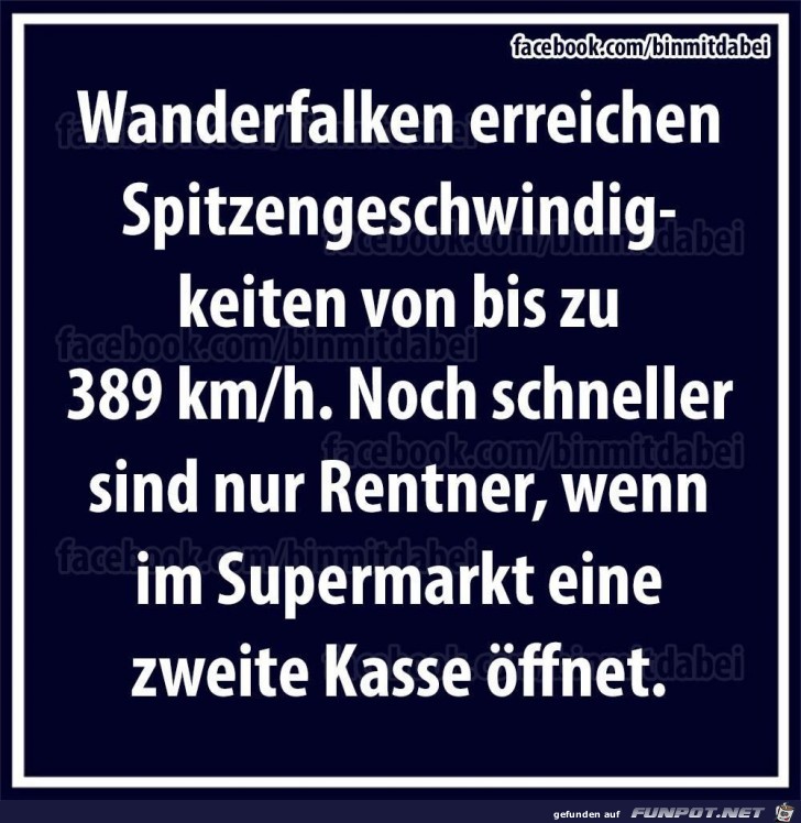 Falke Falke