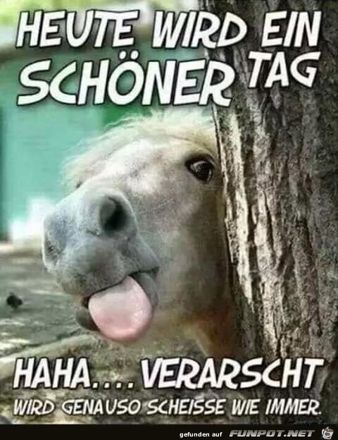 Veräppelt Veräppelt