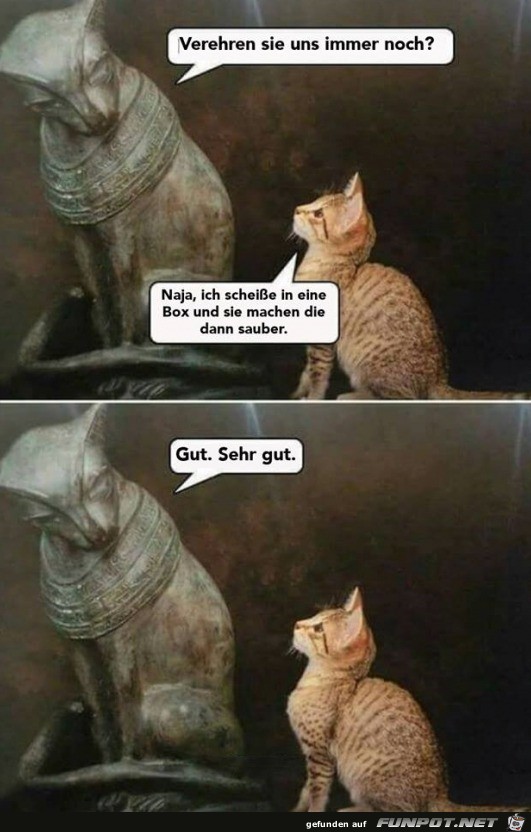 Katzen Katzen