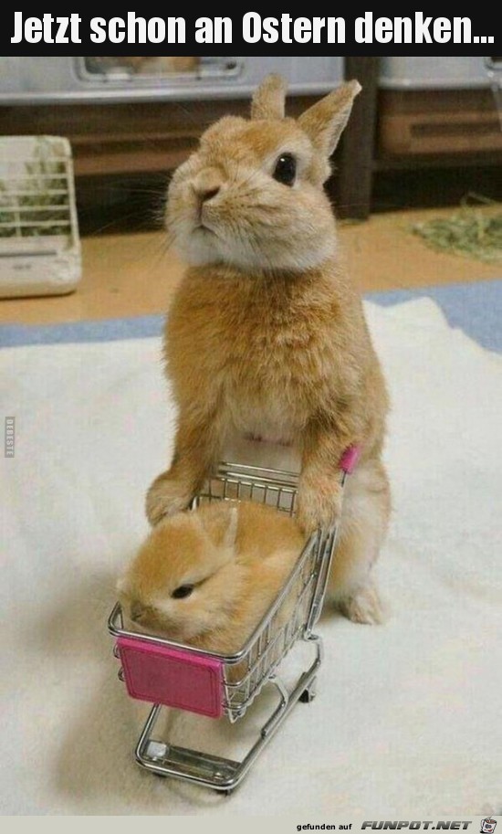 jetzt schon an Ostern denken.. jetzt schon an Ostern denken..