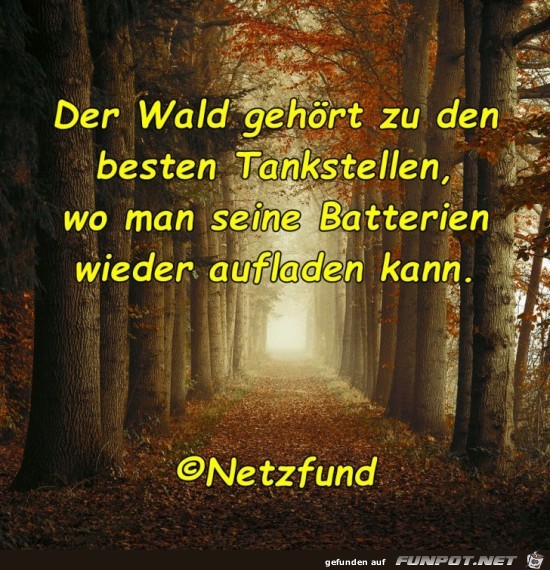 Der Wald