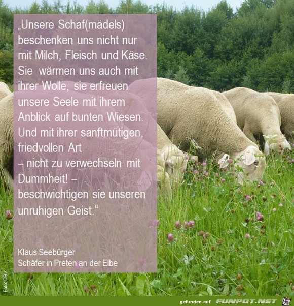Schafe Schafe