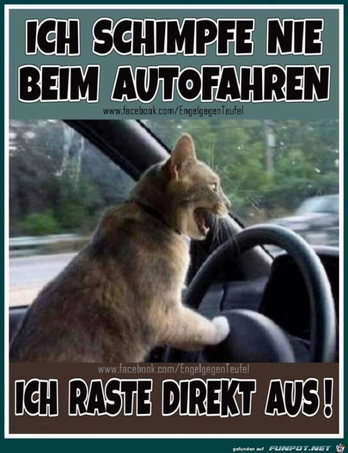 ich schimpfe nie ich schimpfe nie