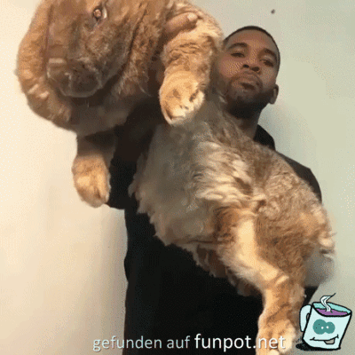 Riesen-Hase Riesen-Hase