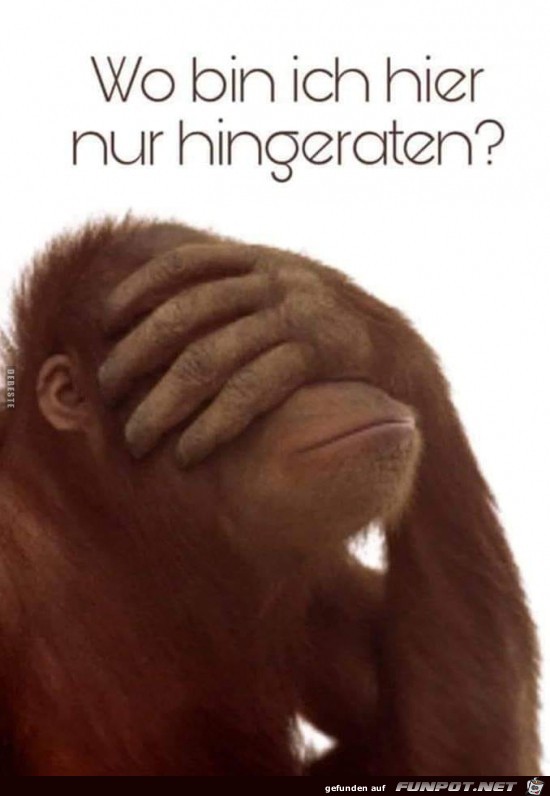 wo bin ich hier nur hingeraten?.. wo bin ich hier nur hingeraten?..