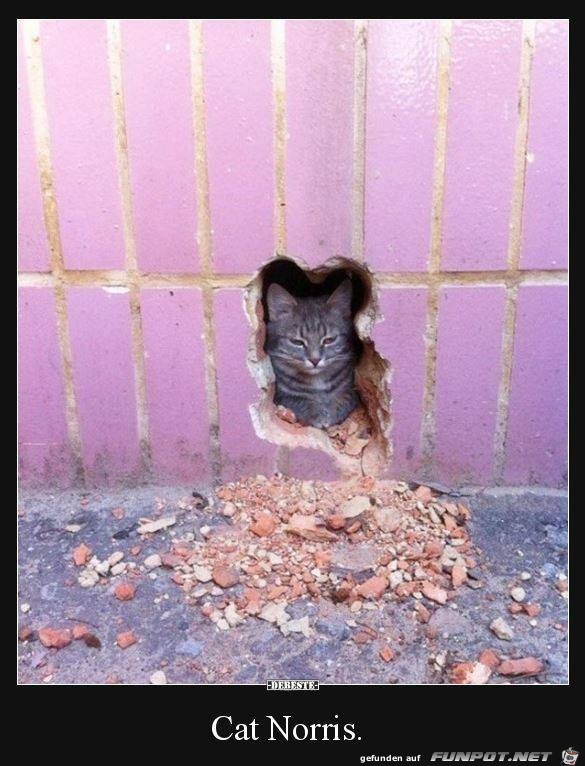 Cat Norris Cat Norris