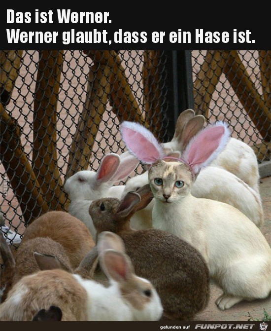 Komischer Hase