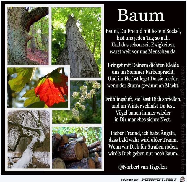 Baum 2019
