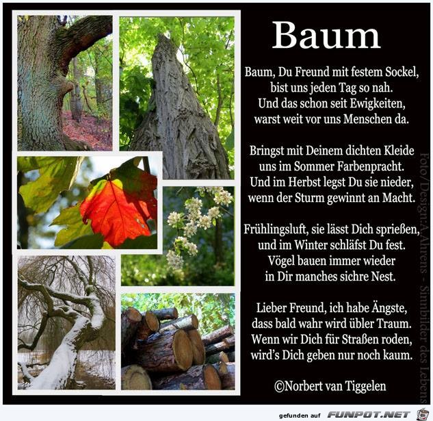 Baum 2019 Baum 2019