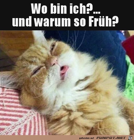 wo bin ich?.. wo bin ich?..