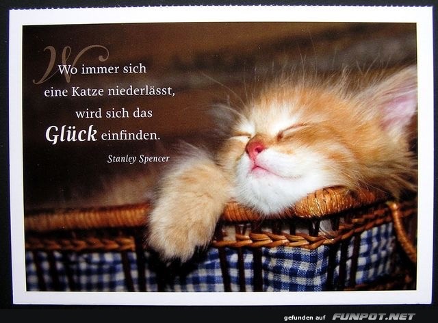 wo immer sich eine Katze