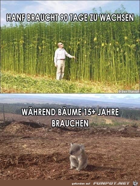 hanf braucht