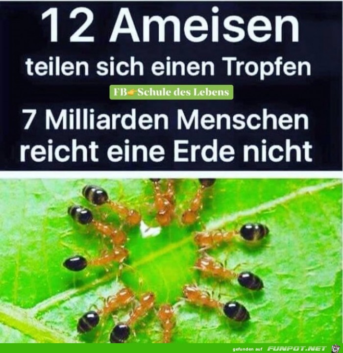 12 Ameisen