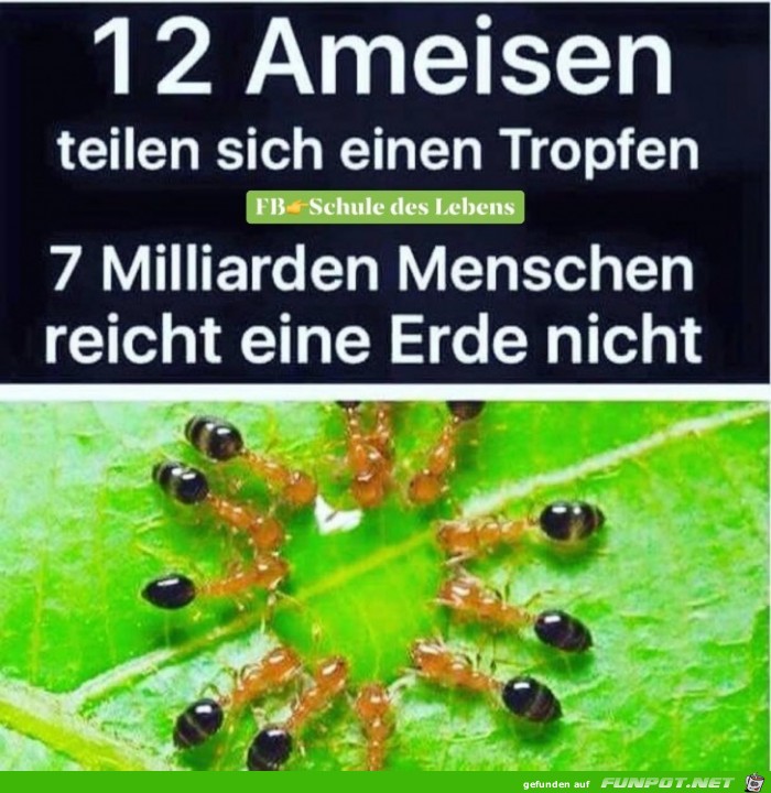 12 Ameisen 12 Ameisen