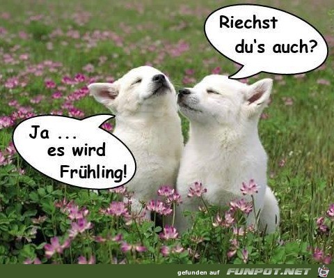 Frühling Frühling