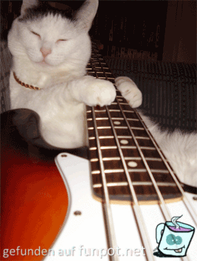 Musikalische Katze