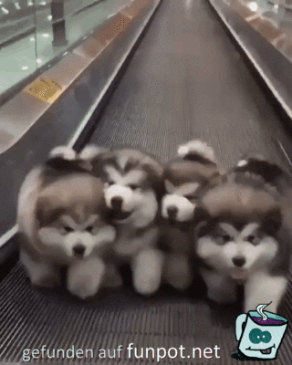 Auf dem Rollband Auf dem Rollband