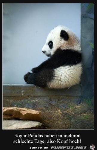 Panda ist schlecht drauf